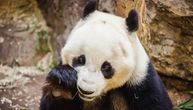 Džinovska panda se drži za glavu nakon što je pogođena flašom: Snimak iz zoo vrta razbesneo javnost