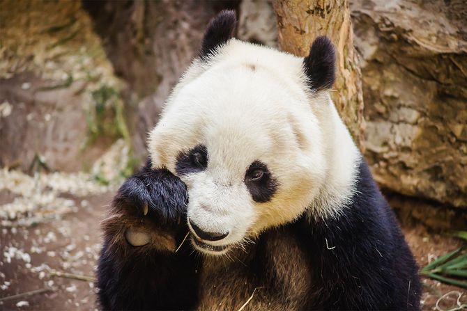 panda panda