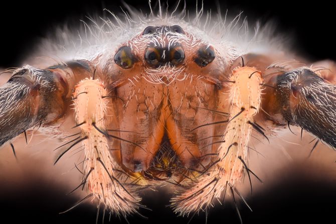 Argiope bruennichi