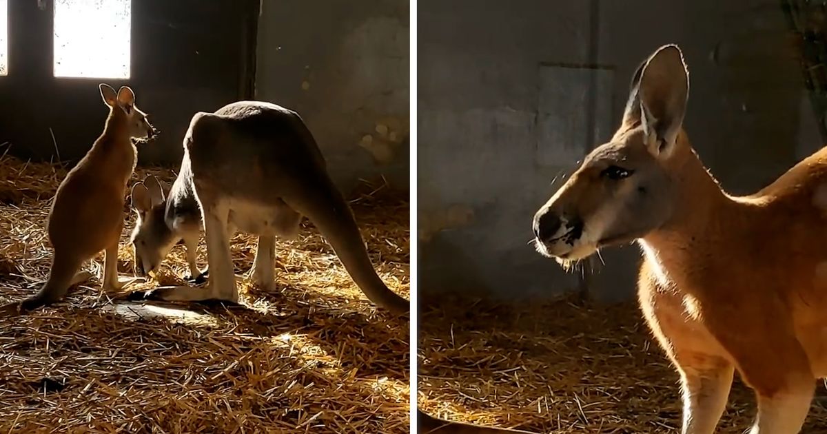 Mladunče kengura konačno izašlo iz mamine torbe i uživa sa roditeljima: Predivan prizor iz Beo Zoo vrta