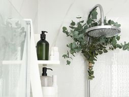 eukaliptus, tuširanje pod eukaliptusom, tuširanje, tuš-kabina