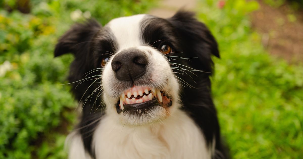 On je veran, pametan i bezopasan, ali ga se veterinarsko osoblje boji: Znate li o kojoj rasi je reč