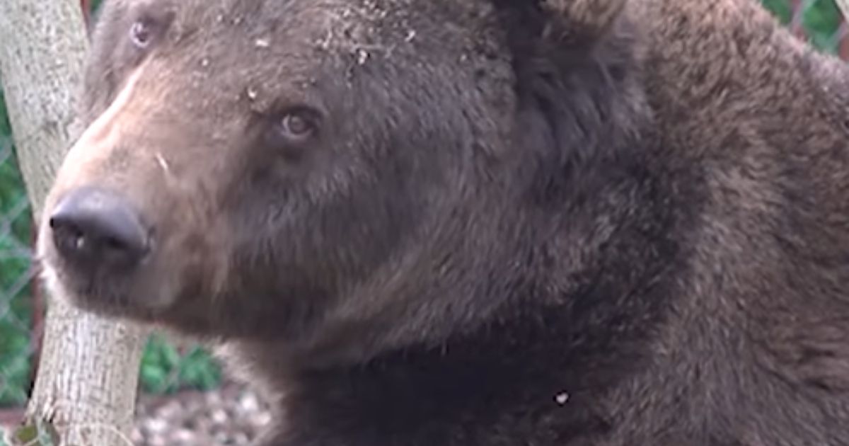 Šta rade životinje iz Zoo-vrta na Paliću tokom zimskih dana: Hladnoća im ne može ništa, čak ni Medeni ne spava