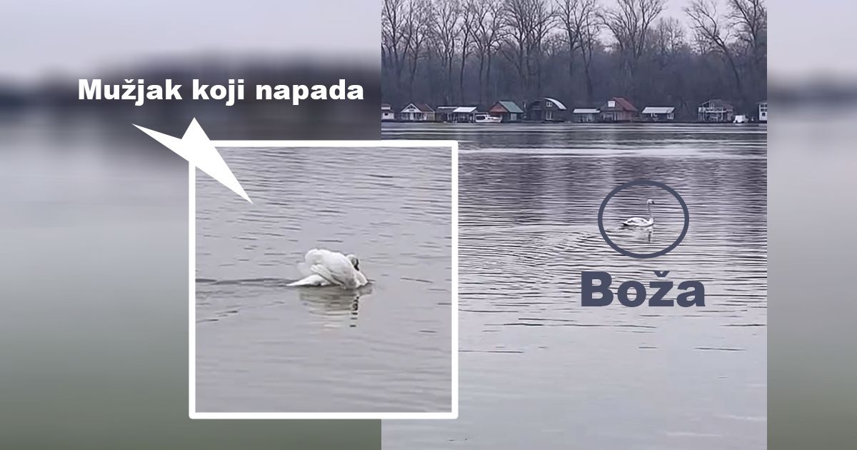 Labud Boža je zdrav, vratio se u vodu u Bloku 45, ali je i dalje u ...