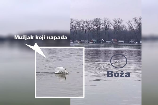 Labud Boža