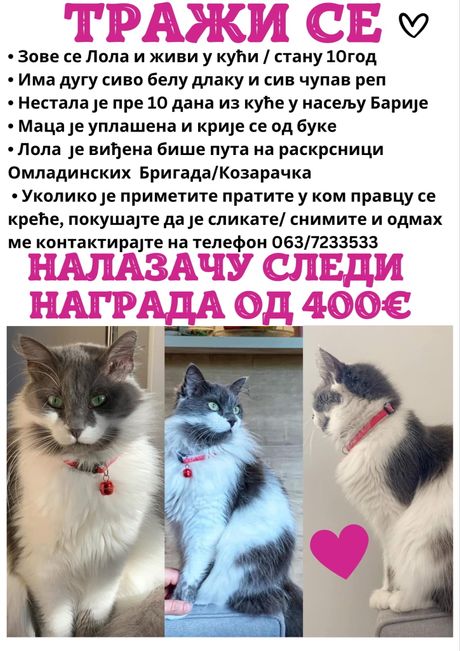 Nestala mačka Nestala mačka