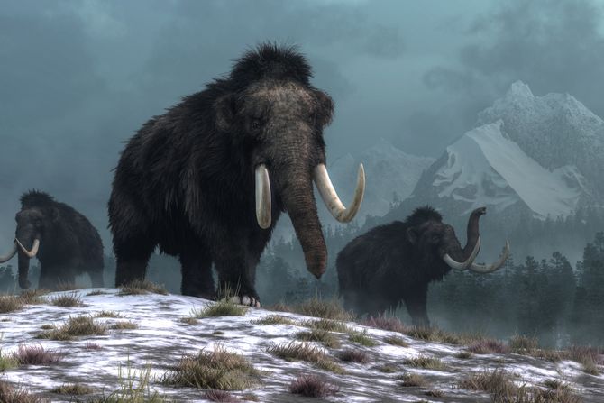 Runasti mamut Runasti mamut