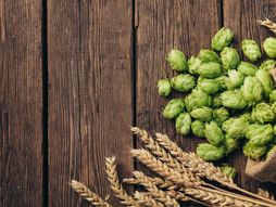 hmelj, biljka, zašto je hmelj skup, biljka hmelj
