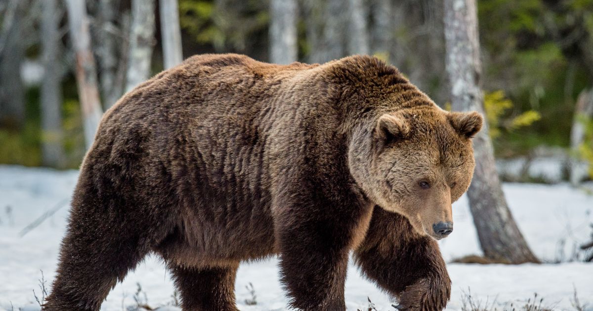 Kad je čovek zver: Medvedica još hoda po zamišljenom kavezu iako je oslobođena iz zoo-vrta pre 11 godina