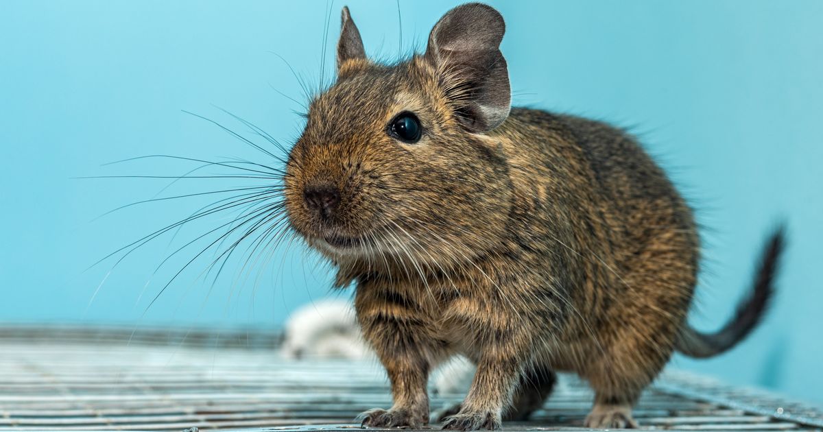 Degu je glodar koji ponekad laje, a ovom izuzetno gadnom navikom održava društveni život i higijenu