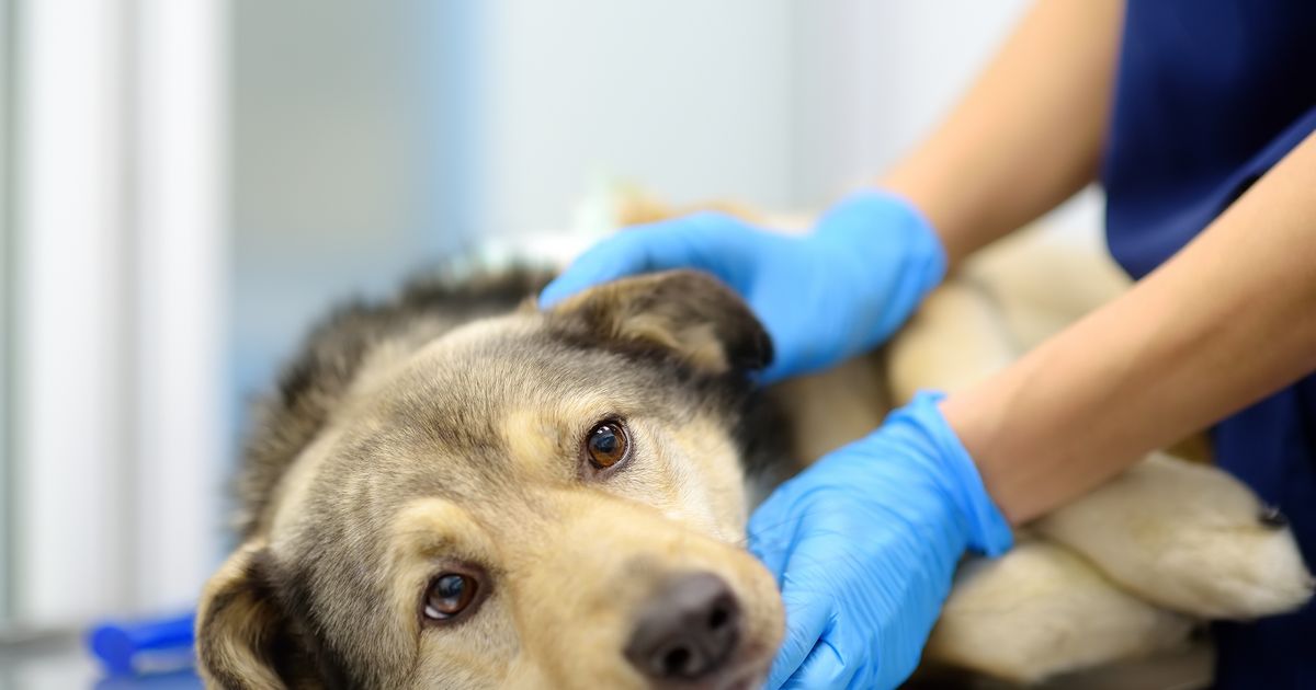 Veterinarka tvrdi da ne podnosi ove poslednje reči koje izgovaraju vlasnici umirućim kućnim ljubimcima