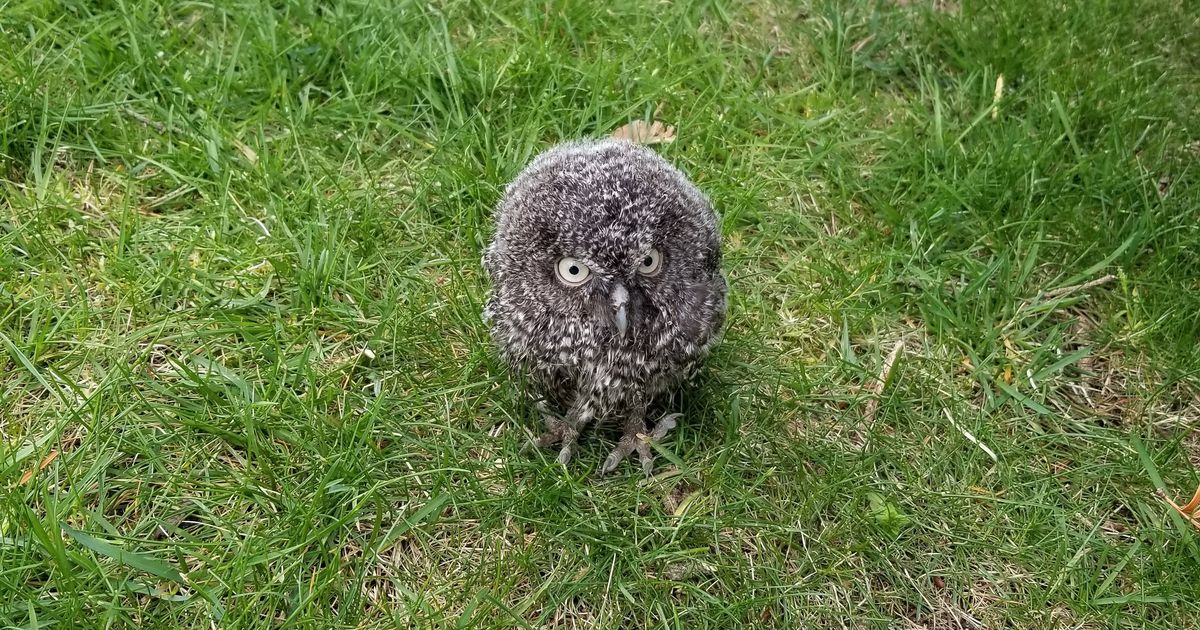 Mala ali opasna sova vilenjak: Grabljivica manja od konzerve pasulja i teška kao teniska loptica