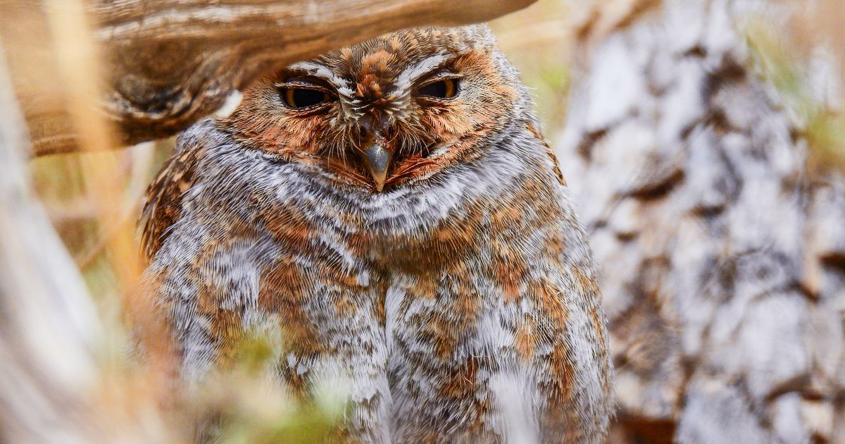 Od alarma do brze akcije: Čuvari prirode i građani napravili neverovatan poduhvat i to limenkama!