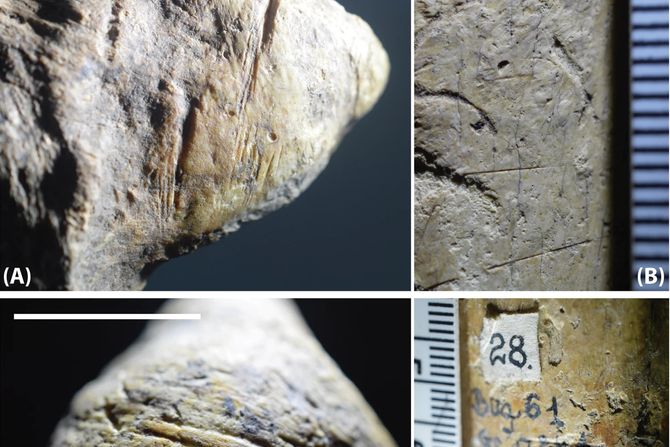 Hominini, Rumunija Hominini, Rumunija
