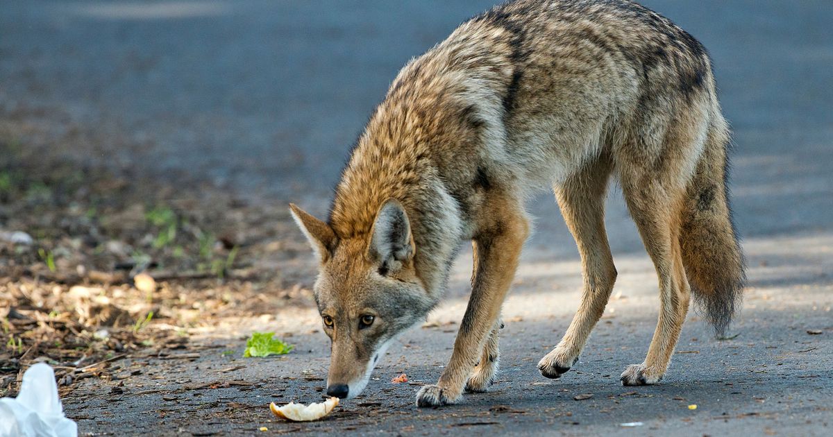 Kojoti San Franciska – kako grad menja šta ovaj predator jede