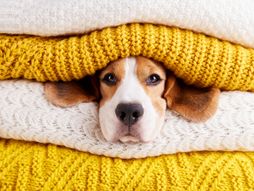 Psi, Mačke, ljubimci, zima, pas, mačka, grejanje