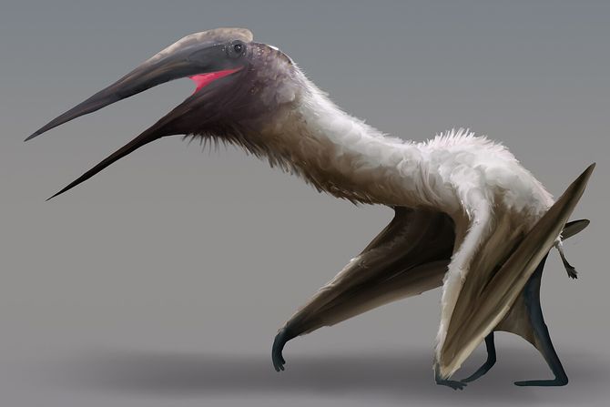 kriodrakon pterosaurus