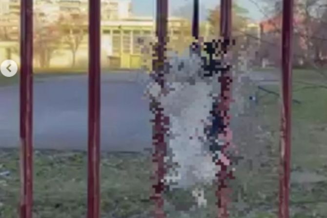 Obešen zec Obešen zec