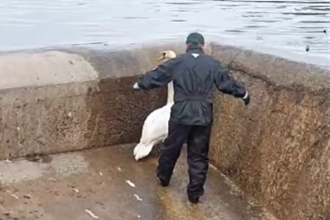 Spasavanje labuda na Erdevičkom jezeru