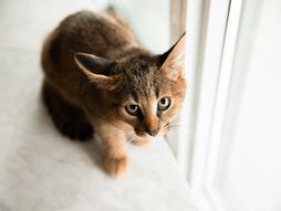 Karakat rasa mačaka