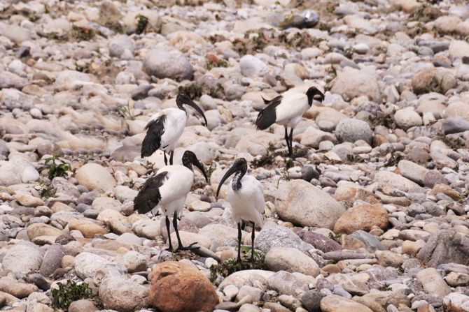 Italija ptice ibis