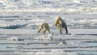 Topljenje leda prepolovilo broj belih medveda: Katastrofalne posledice klimatskih promena