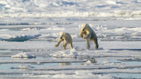 Polarni medvedi