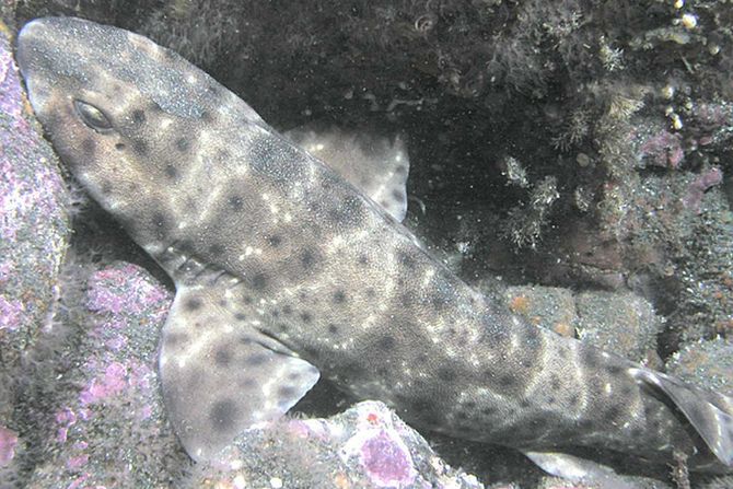 nadimajuća ajkula, swell shark