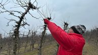 U februaru obavezno orezujte ove biljke - inače ćete imati manje cvetova i plodova