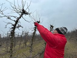 Orezivanje voća, voćarstvo