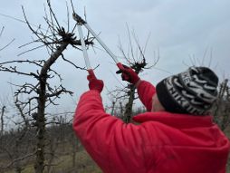 Orezivanje voća, voćarstvo