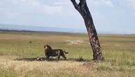 Lav pronašao ručak, lakše nego što je očekivao: Kad vidite scenu, pitaćete se kako je OVO moguće