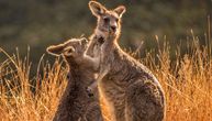 Australijski naučnici proizveli prvi embrion kengura pomoću vantelesne oplodnje