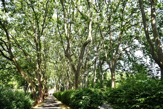 Protivín, aleja platana, drvored Protivín, aleja platana, drvored