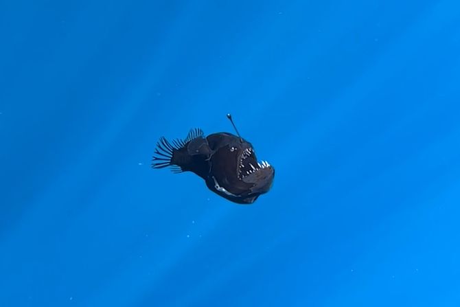 Anglerfish, Tenerife, riba