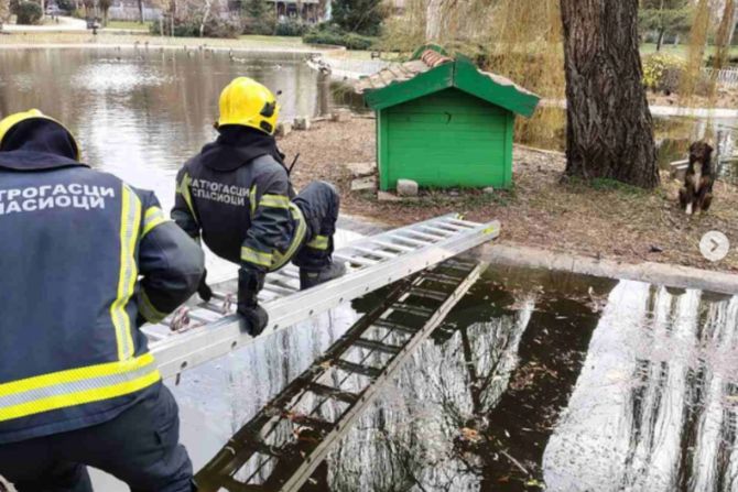 Vatrogasci, spasavanje, pas, Novi Sad