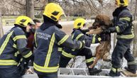 Herojska akcija u Leskovcu: Pogledajte kako su vatrogasci spasili psa iz dubokog šahta