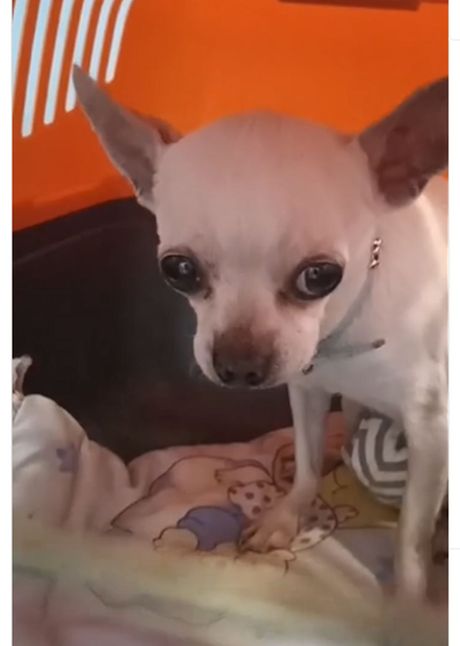 Čivava Bubi Čivava Bubi