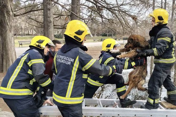 Spasavanje psa u Dunavskom parku.u Novom Sadu