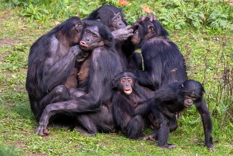 Bonobo majmuni Bonobo majmuni