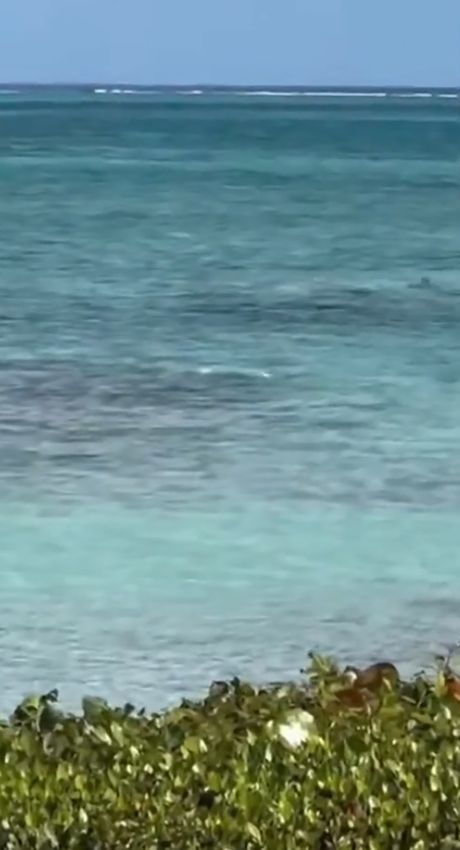 Nathalie Ross napad ajkule Karibi