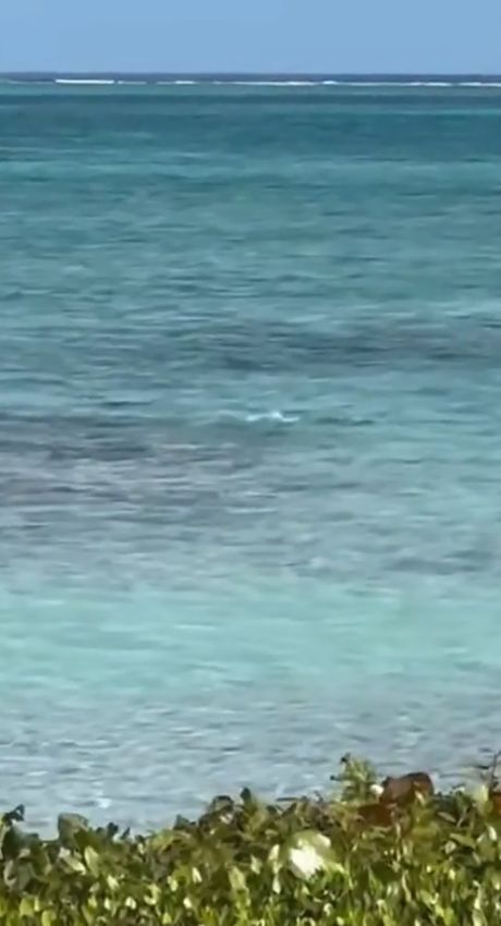 Nathalie Ross napad ajkule Karibi