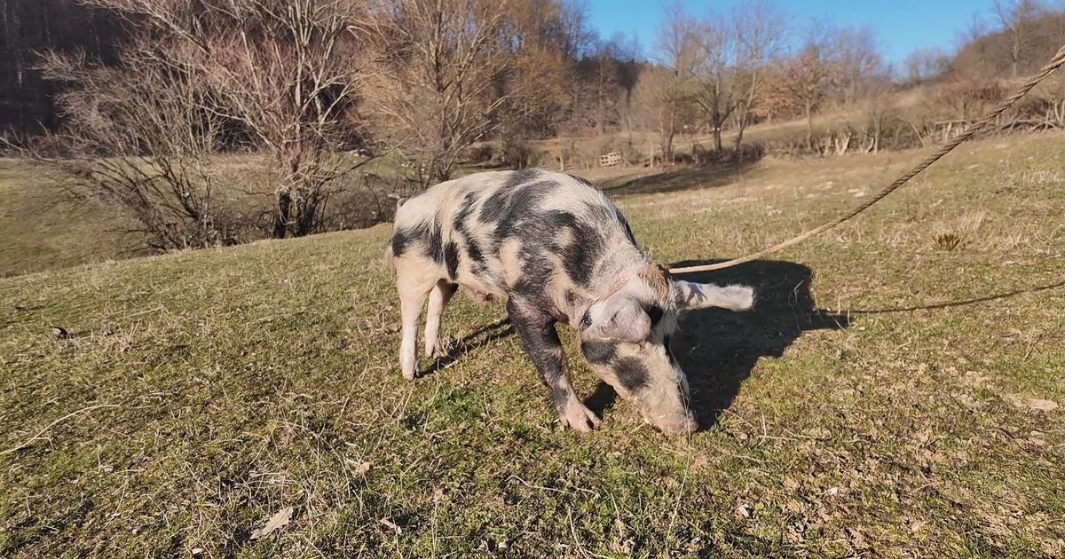 Šarac je vepar šampion, do sada ostavio oko 10.000 potomaka: Drži pod kontrolom 400 svinja podno Homolja