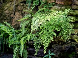 Adiantum capillus veneris, Venerina vlas