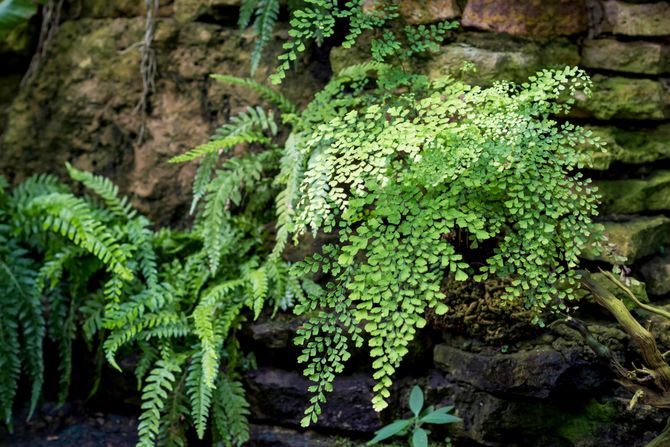 Adiantum capillus veneris, Venerina vlas