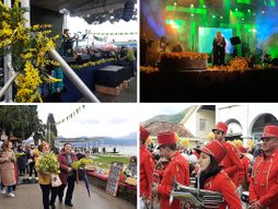 Dana mimoze u Herceg Novom