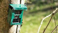 Gnezdo monstruma sa Orijenta prvi put otkriveno u Sloveniji: Prognoze su crne, stručnjaci upozorili građane