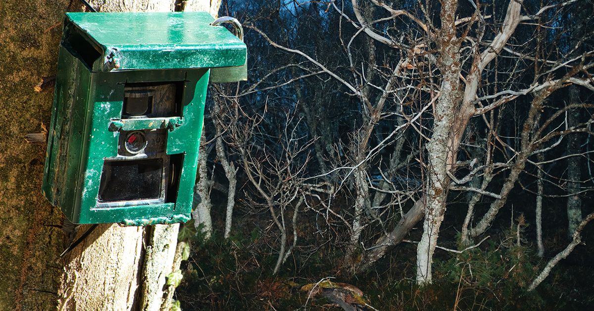 U mračnoj šumi snimljena životinja za koju se verovalo da je izumrla pre 100 godina, podseća na svinju