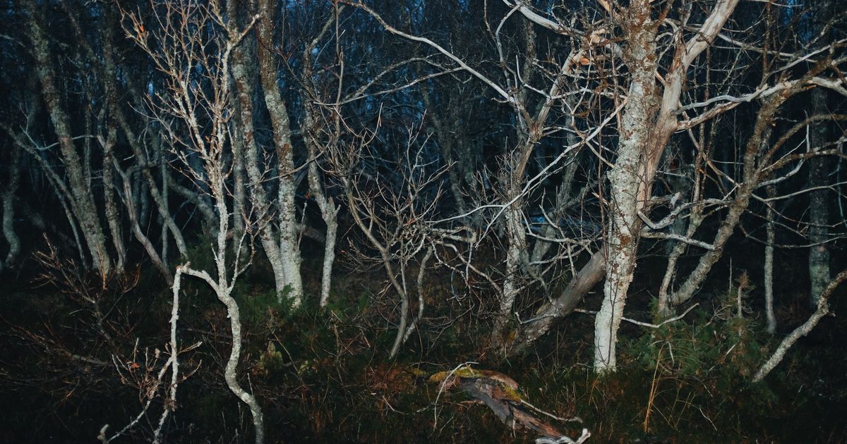 You haven't seen a fight like this: Beasts clashed in the middle of a forest in Serbia, the camera captured everything