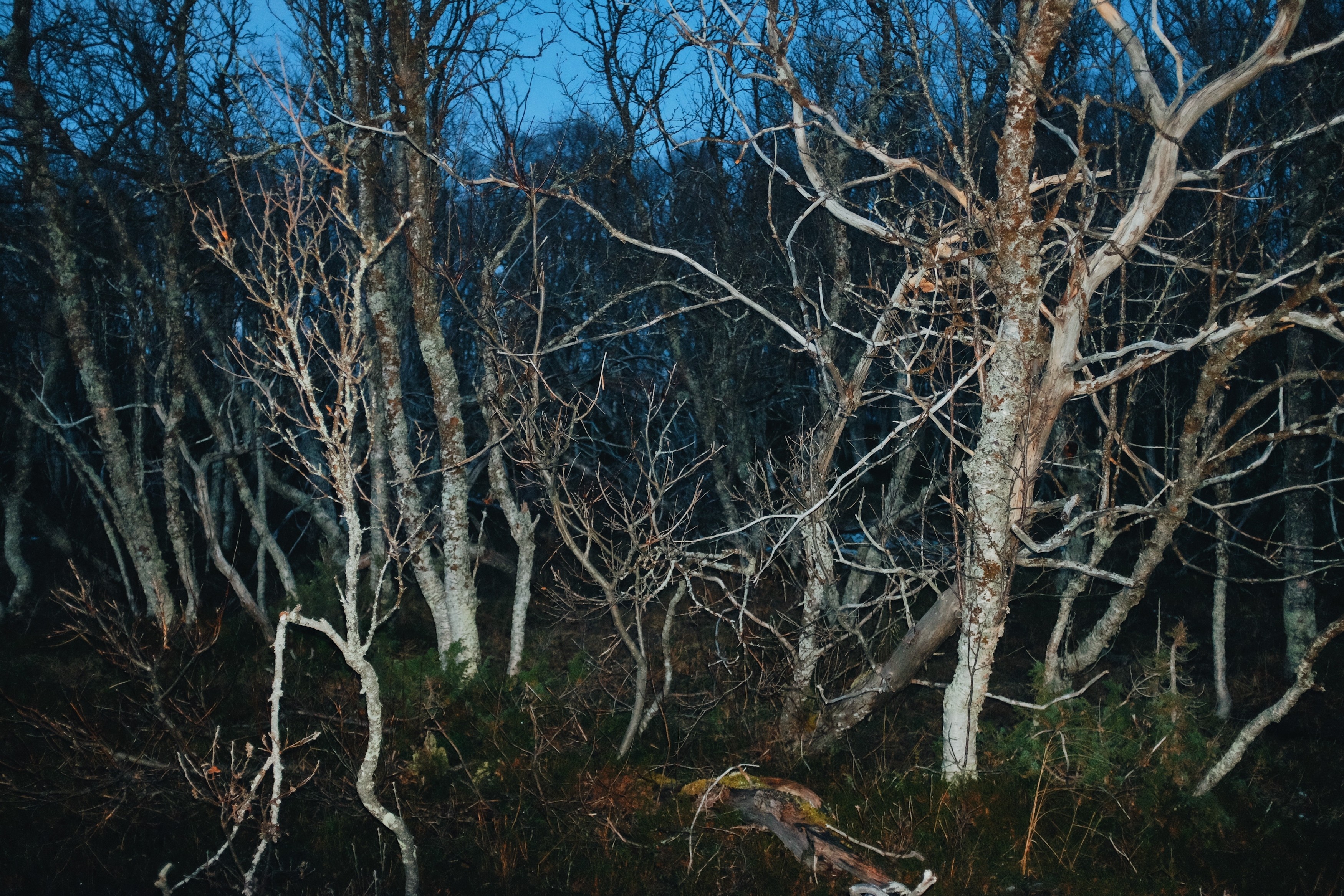 Horor u blizini Srbije: Zver iz šume napala muškarca, čovek jedva ostao živ